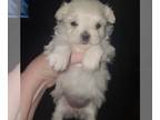 Maltese PUPPY FOR SALE ADN-769305 - Male Maltese