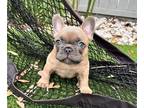 French Bulldog PUPPY FOR SALE ADN-769286 - Finn