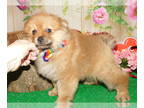 Pomeranian PUPPY FOR SALE ADN-769271 - Chicago TOY Pomeranian Baby