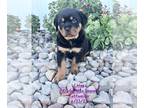 Rottweiler PUPPY FOR SALE ADN-769228 - AKC Rottweiler Pups