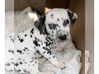 Dalmatian PUPPY FOR SALE ADN-769211 - Dalmatian puppies