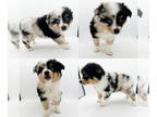 Miniature Australian Shepherd PUPPY FOR SALE ADN-769205 - Toy blue Merle male