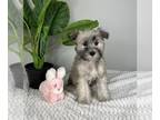 Schnauzer (Miniature) PUPPY FOR SALE ADN-769189 - AKC MINI SCHNAUZER PUPPIES