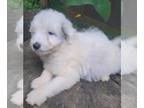 Goldendoodle (Miniature) PUPPY FOR SALE ADN-769171 - F1BB Miniature Goldendoodle