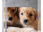 Golden Retriever PUPPY FOR SALE ADN-769153 - Eames babies