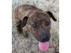 Adopt Jenny Springs a Mountain Cur, Black Mouth Cur