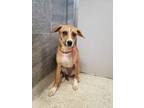 Adopt Isabella a Mixed Breed