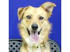 Adopt Lola a Shepherd