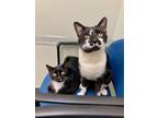 Adopt Sage and Stella a Domestic Short Hair