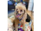 Adopt Mitzie a Poodle