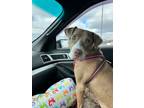 Adopt Sunshine a Pit Bull Terrier