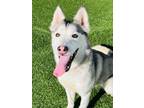 Adopt Eliza a Husky