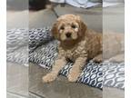 Cavapoo PUPPY FOR SALE ADN-769281 - Male 8 week old Cavapoo Puppies