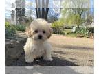 Bichpoo PUPPY FOR SALE ADN-769280 - Bichon Poodle Female Daisy