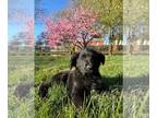 German Shepherd Dog-Goldendoodle Mix PUPPY FOR SALE ADN-769270 - Adorable Litter