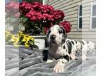 Great Dane PUPPY FOR SALE ADN-769203 - Purebred Great Dane Puppies