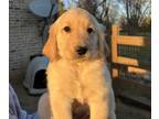 Golden Retriever PUPPY FOR SALE ADN-769509 - AKC Golden Retriever Puppies