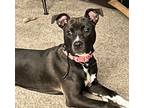 Adopt Hazel a American Staffordshire Terrier