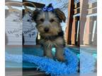 Yorkshire Terrier PUPPY FOR SALE ADN-769501 - SNOOKERS IS A YORKIE