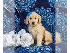 Golden Retriever PUPPY FOR SALE ADN-769484 - Super cute Golden Retriever Puppy