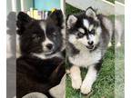 Pomsky PUPPY FOR SALE ADN-769432 - Female Pomskies