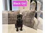 Chinese Shar-Pei PUPPY FOR SALE ADN-769372 - Mini Shar Pei Puppy Black Female