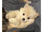 Pomeranian PUPPY FOR SALE ADN-769370 - Frosty