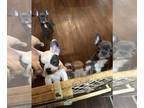 French Bulldog PUPPY FOR SALE ADN-769368 - Frenchie Puppies