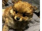 Pomeranian PUPPY FOR SALE ADN-769367 - Can I be your Teddy Bear