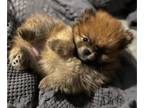 Pomeranian PUPPY FOR SALE ADN-769364 - Small but feisty