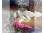 Shetland Sheepdog PUPPY FOR SALE ADN-769360 - Shetland sheepdog