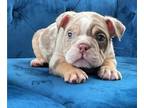 English Bulldog PUPPY FOR SALE ADN-769352 - ENGLISH FLUFFY CARRIER