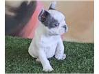 French Bulldog PUPPY FOR SALE ADN-769348 - PIEDS FAWNS FLUFFYS CARRIERS