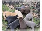 Labrador Retriever PUPPY FOR SALE ADN-769335 - AKC Labrador Puppies