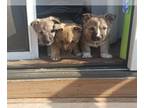 Swedish Vallhund PUPPY FOR SALE ADN-769333 - Swedish vallhund