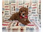 Cavapoo PUPPY FOR SALE ADN-769330 - Conway