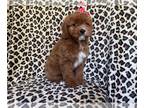 Cavapoo PUPPY FOR SALE ADN-769329 - Bailey