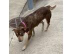 Adopt Starlette a Mixed Breed