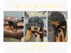 Rottweiler PUPPY FOR SALE ADN-769323 - Yellow male