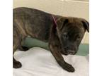 Adopt Sienna a Mixed Breed