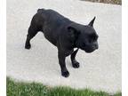 French Bulldog PUPPY FOR SALE ADN-769303 - Black French Bulldog Female