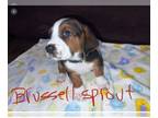 Basset Hound PUPPY FOR SALE ADN-769301 - Basset Hound puppies