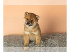 Shiba Inu PUPPY FOR SALE ADN-769300 - AKC Male Shiba Inu puppy