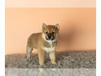 Shiba Inu PUPPY FOR SALE ADN-769299 - AKC Male Shiba Inu puppy