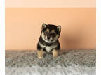 Shiba Inu PUPPY FOR SALE ADN-769298 - AKC Male Shiba Inu puppy