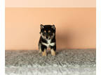 Shiba Inu PUPPY FOR SALE ADN-769296 - AKC Male Shiba Inu puppy