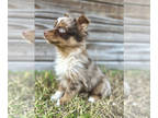 Miniature Australian Shepherd PUPPY FOR SALE ADN-769291 - Miniature Australian