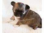 Chihuahua PUPPY FOR SALE ADN-769282 - Applehead Long hair Chihuahua