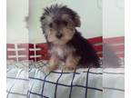 Morkie PUPPY FOR SALE ADN-769279 - Morkie For Sale Millersburg OH Male
