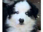 Australian Shepherd PUPPY FOR SALE ADN-769255 - Australian shepherd puppies